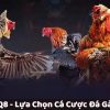 Đá Gà VNQ8 – Lựa Chọn Cá Cược Đá Gà Đỉnh Cao